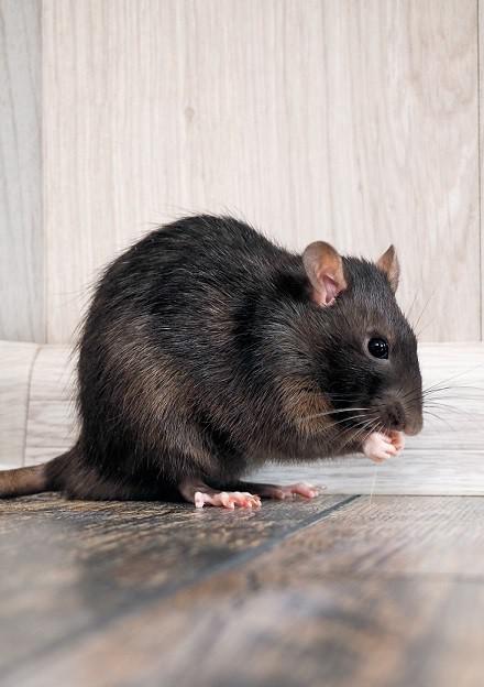 Ratten
